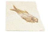 Detailed Fossil Fish (Knightia) - Wyoming #361072-1